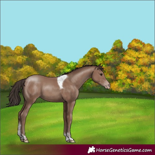 Horse Color:Classic Champagne Tobiano 
