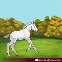 Horse Color:Silver Black Sabino Near Leopard Rabicano