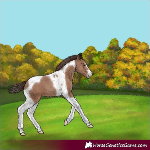 Horse Color:Classic Champagne Tobiano 