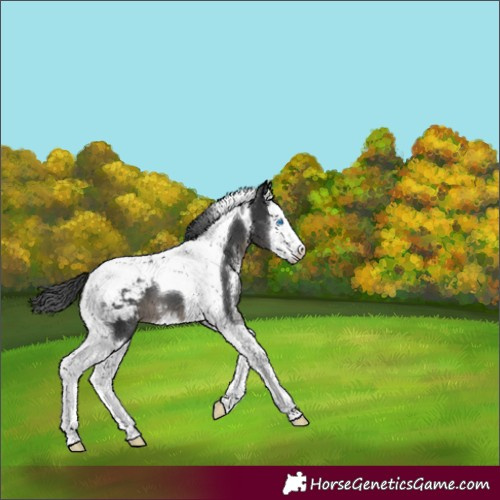 Horse Color:Black Sabino Splash Tobiano Snowcap 