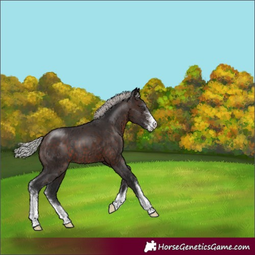 Horse Color:Silver Brown Sabino 