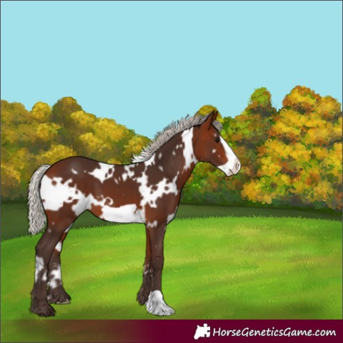 Horse Color:White Spotted Silver Bay Frame