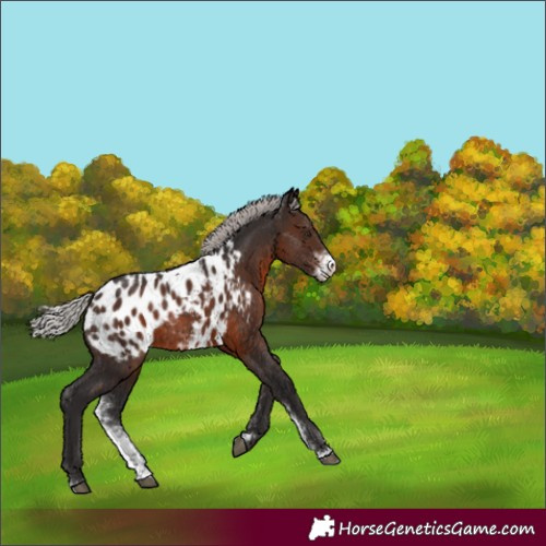 Horse Color:Silver Brown Sabino Blanket Rabicano