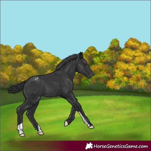 Horse Color:Black Varnish