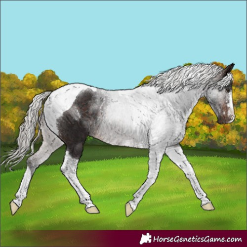 Horse Color:Silver Brown Tobiano