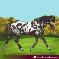 Horse Color:White Spotted Liver Chestnut Appaloosa 