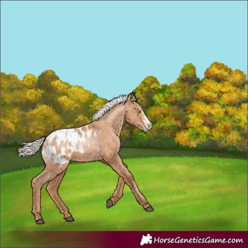 Horse Color:Silver Black Pearl Sabino Appaloosa