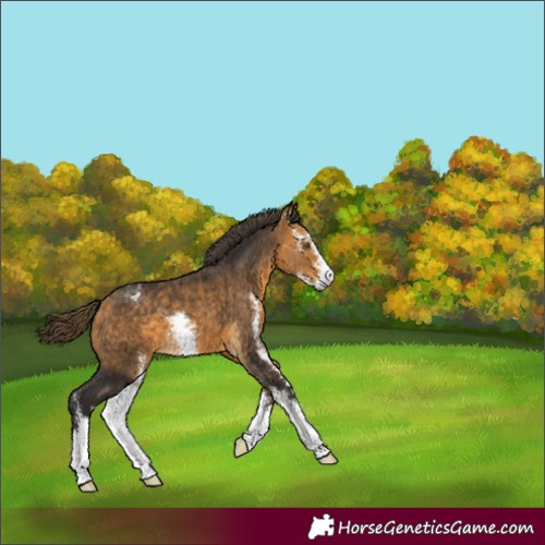Horse Color:Buckskin Sabino Varnish