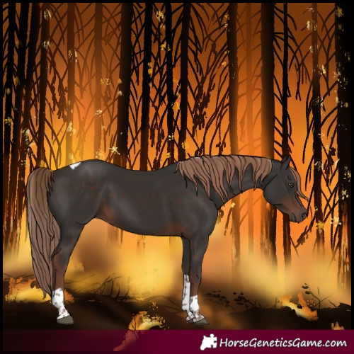 Horse Color:Liver Chestnut Tobiano 