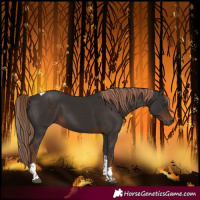 Horse Color:Liver Chestnut Tobiano 