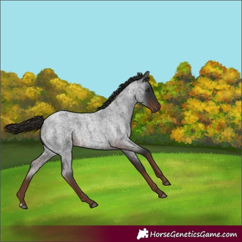 Horse Color:Liver Red Roan 