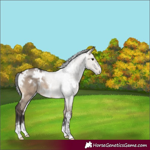 Horse Color:White Spotted Brown Dun