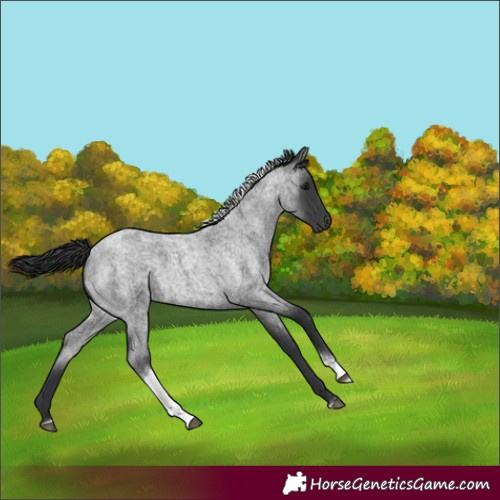 Horse Color:Blue Roan Tobiano 