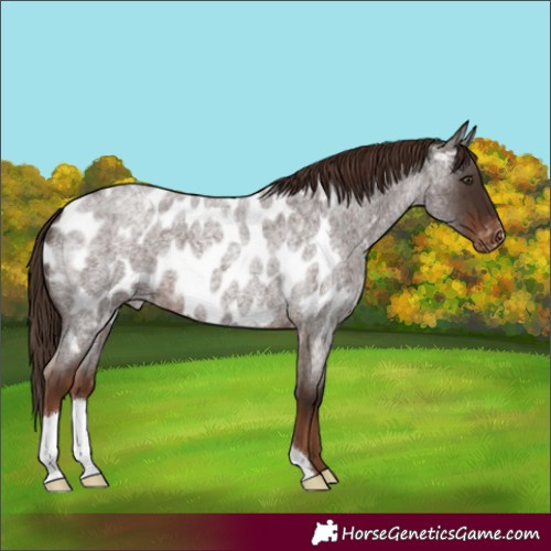 Horse Color:Liver Red Roan Near Leopard 