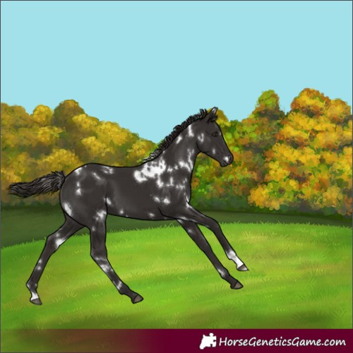 Horse Color:White Spotted Liver Chestnut