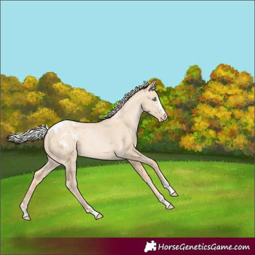 Horse Color:Silver Buckskin Pearl Dun Appaloosa 