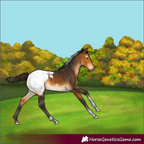 Horse Color:Gray Buckskin Tobiano Snowcap