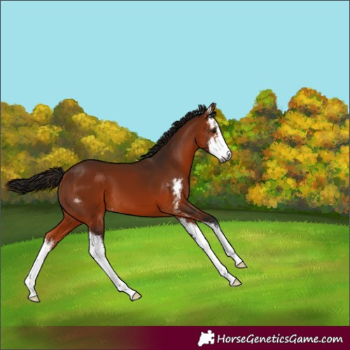 Horse Color:Gray Bay Sabino 