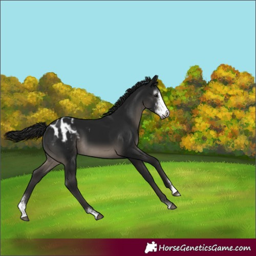 Horse Color:Gray Black Sabino Varnish 