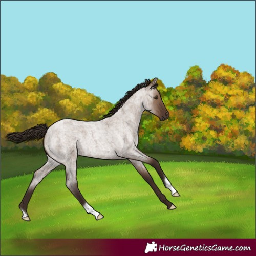 Horse Color:Liver Red Dun Roan 