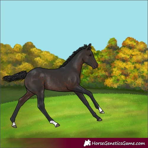 Horse Color:Brown Rabicano
