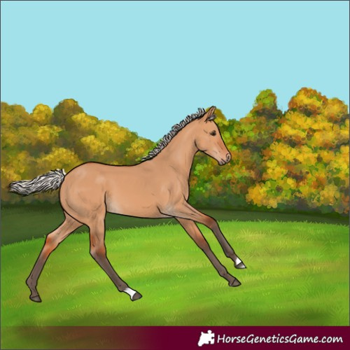 Horse Color:Silver Bay Dun 