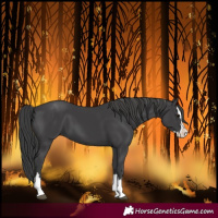 Horse Color:Black Splash 