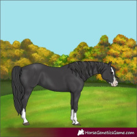 Horse Color:Black Splash 