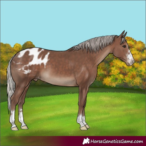 Horse Color:Silver Black Appaloosa 