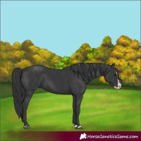 Horse Color:Black Splash