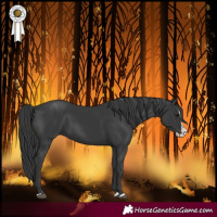 Horse Color:Black Splash 