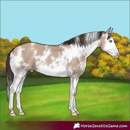 Horse Color:White Spotted Classic Champagne Dun Splash 
