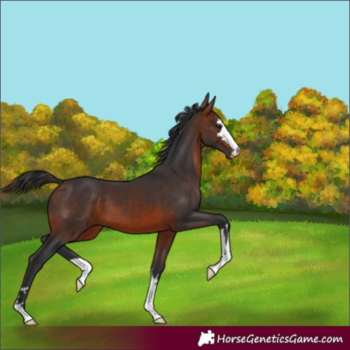 Horse Color:Brown 