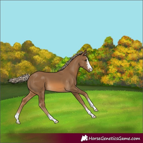 Horse Color:Chocolate Palomino 