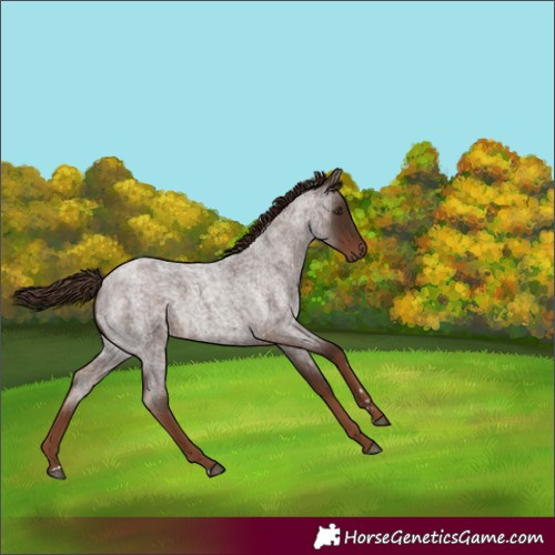 Horse Color:Liver Red Roan