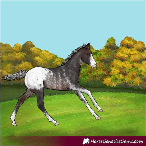 Horse Color:Silver Brown Sabino Appaloosa Rabicano