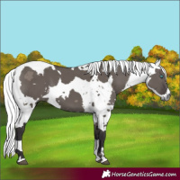 Horse Color:Smoky Grullo Harlequin Merle 