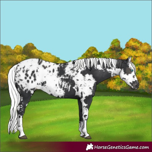 Horse Color:Black Harlequin Merle Tobiano Appaloosa 