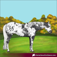Horse Color:Black Harlequin Merle Tobiano Appaloosa