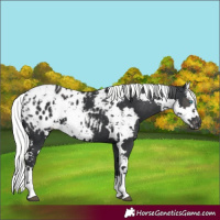 Horse Color:Black Harlequin Merle Tobiano Appaloosa