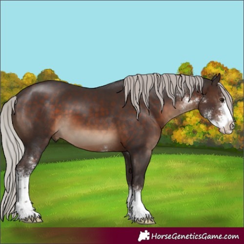 Horse Color:Silver Brown Sabino 