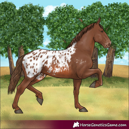 Horse Color:Chestnut Appaloosa 