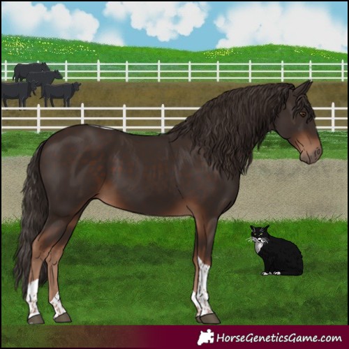 Horse Color:Liver Chestnut Tobiano 