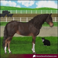 Horse Color:Liver Chestnut Tobiano 