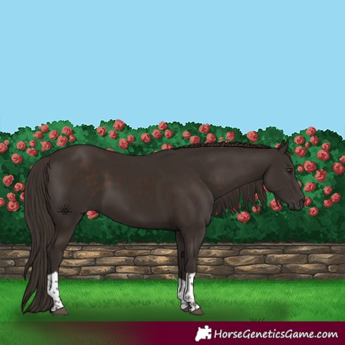 Horse Color:Liver Chestnut Tobiano