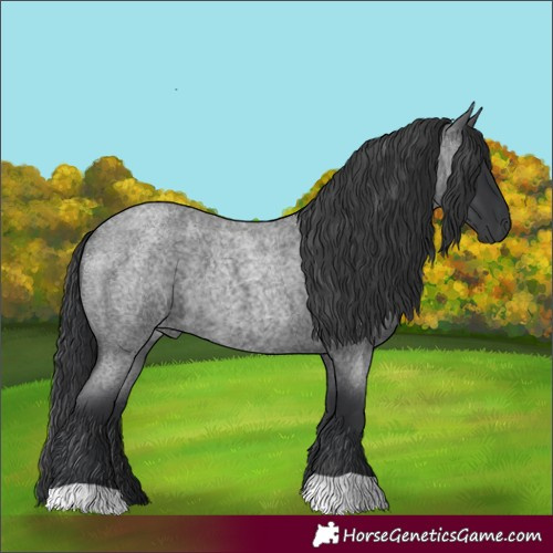 Horse Color:Blue Roan