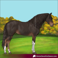 Horse Color:Liver Chestnut Tobiano