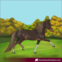 Horse Color:Liver Chestnut Tobiano 