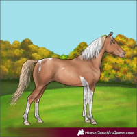 Horse Color:Gold Champagne Tobiano