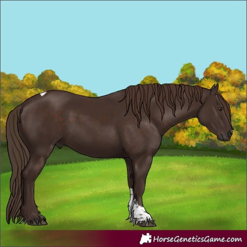 Horse Color:Liver Chestnut Tobiano
